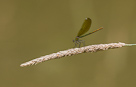 Calopteryx splendens